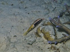 Parupeneus barberinoides