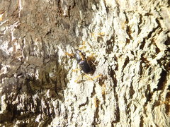 Figulus binodulus