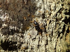 Figulus binodulus