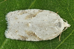 Acleris logiana