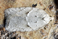 Acleris logiana