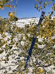 Populus deltoides wislizenii
