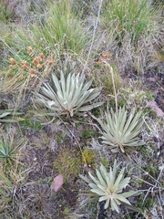 Espeletia boyacensis