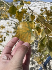 Populus deltoides wislizenii