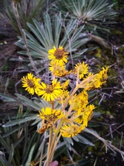 Espeletia boyacensis