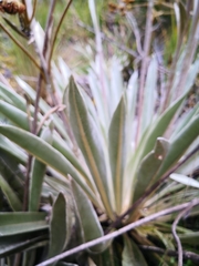 Espeletia boyacensis