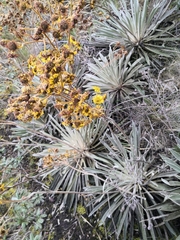 Espeletia boyacensis
