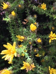 Cullumia setosa