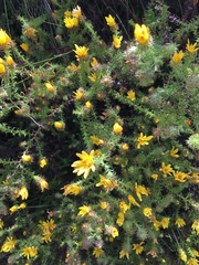 Cullumia setosa