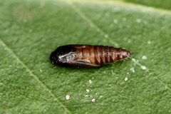 Acleris notana