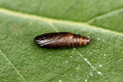 Acleris notana
