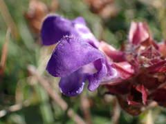 Prunella hastifolia