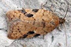 Acleris notana