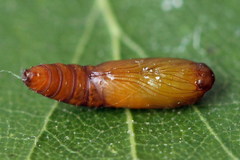 Acleris notana