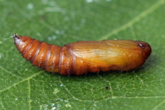 Acleris notana