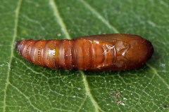 Acleris notana