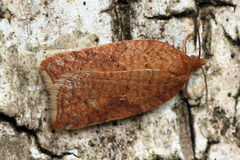 Acleris notana