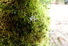 Lobelia perpusilla