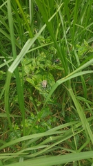 Spartocera alternata