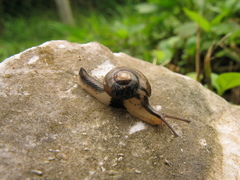 Helicarion permolle