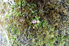 Lobelia perpusilla