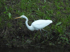 Ardea alba