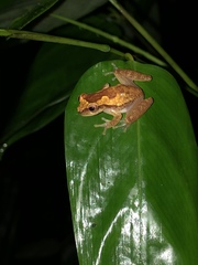 Dendropsophus tapacurensis
