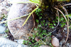 Lobelia perpusilla