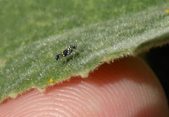 Trypanalebra maculata