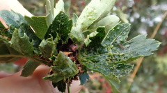 Dasineura crataegi