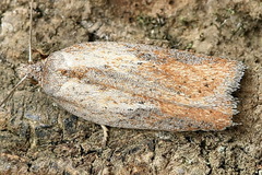 Acleris rufana