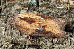 Acleris rufana
