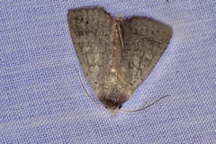 Pantydia canescens
