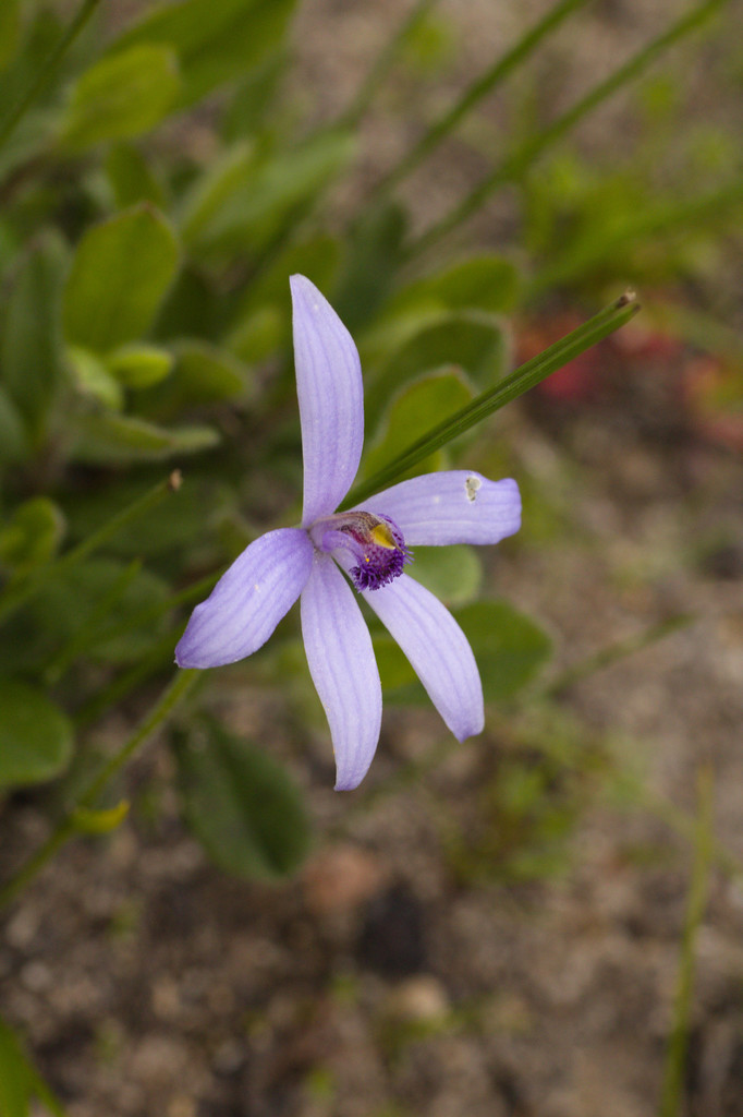 Pheladenia deformis