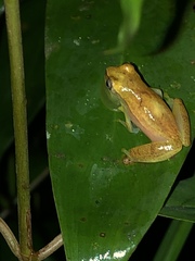 Dendropsophus branneri