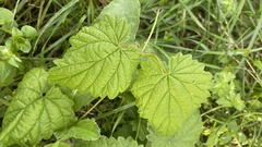 Humulus lupulus