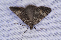 Dichromodes semicanescens