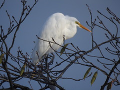 Ardea alba