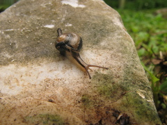Helicarion permolle