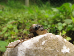 Helicarion permolle