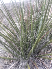 Hesperaloe funifera