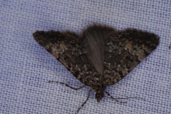 Dichromodes semicanescens