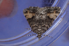 Dichromodes semicanescens