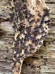 Resupinatus alboniger