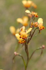 Diuris brumalis
