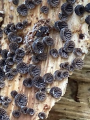 Resupinatus alboniger
