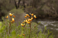 Diuris brumalis
