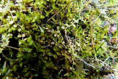 Epilobium komarovianum