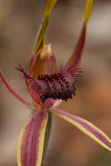 Caladenia arrecta