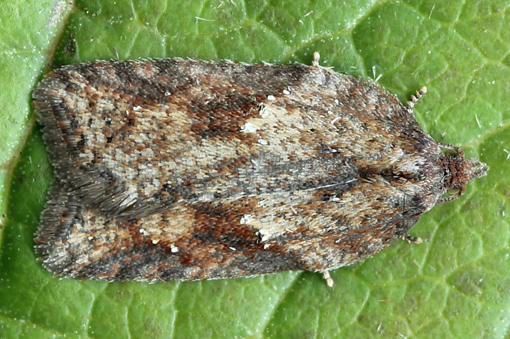 Schaller's Acleris Moth